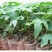木瓜树苗30~50cm