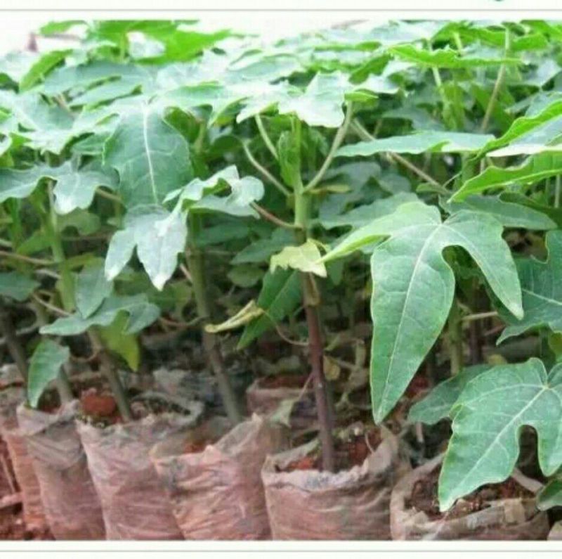 木瓜树苗30~50cm
