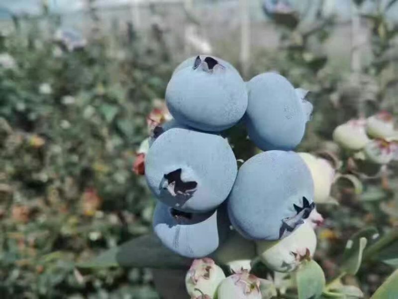 蓝莓鲜果10~12mm以上