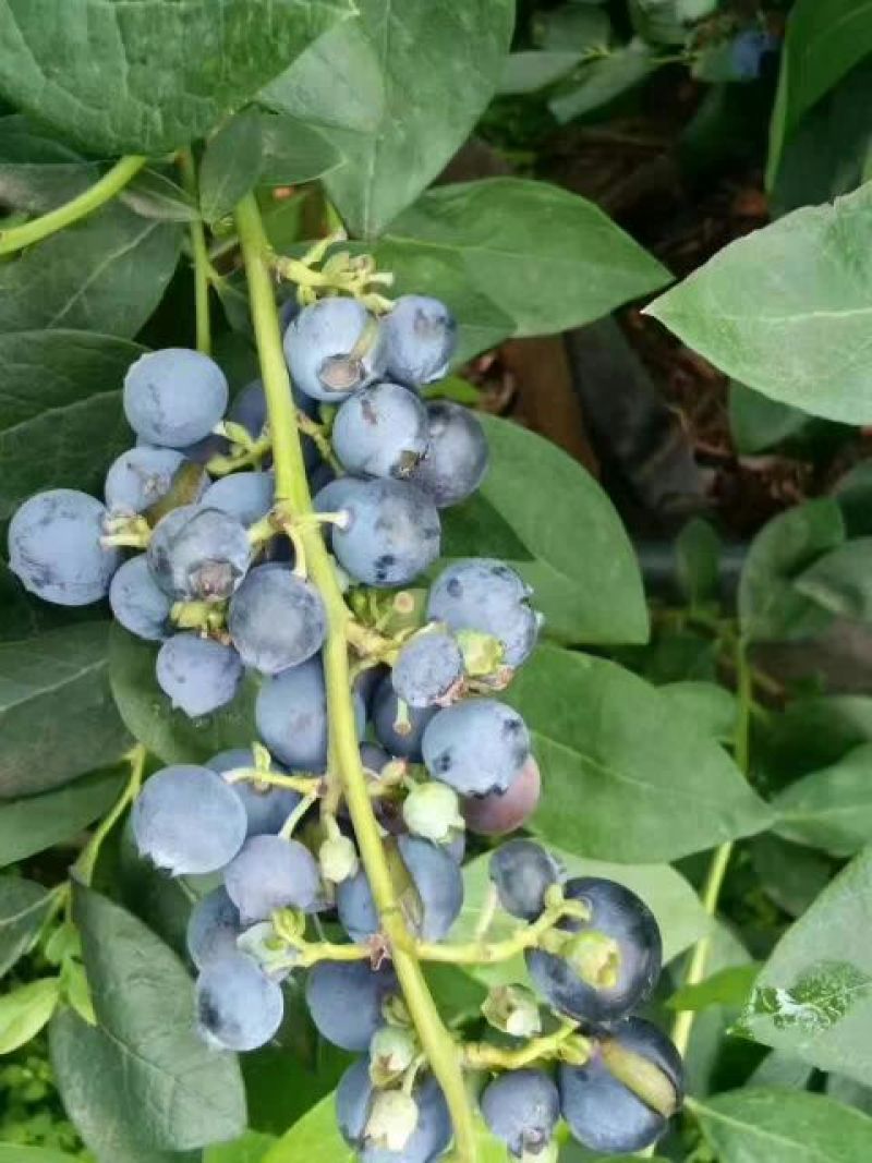 蓝莓鲜果10~12mm以上
