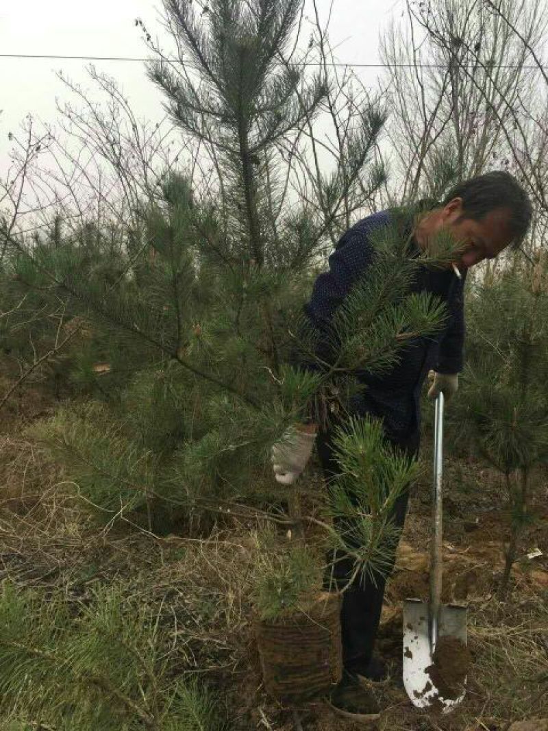 油松苗营养袋，营养杯均有30-100产地直供欢迎采