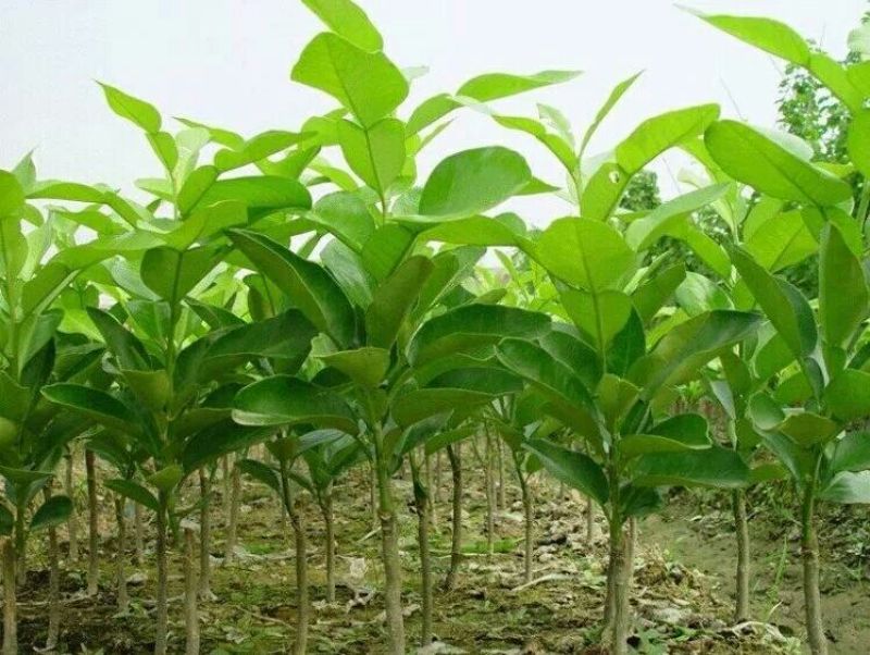 三红蜜柚苗