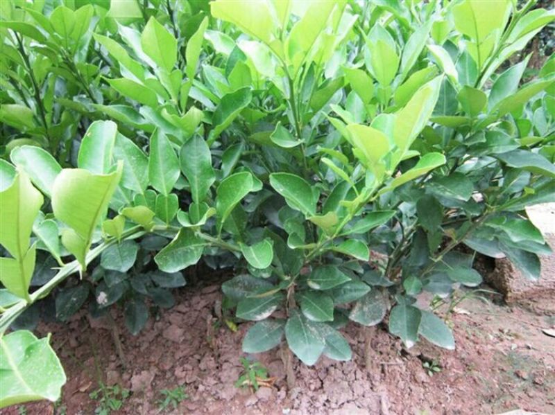 三红蜜柚苗