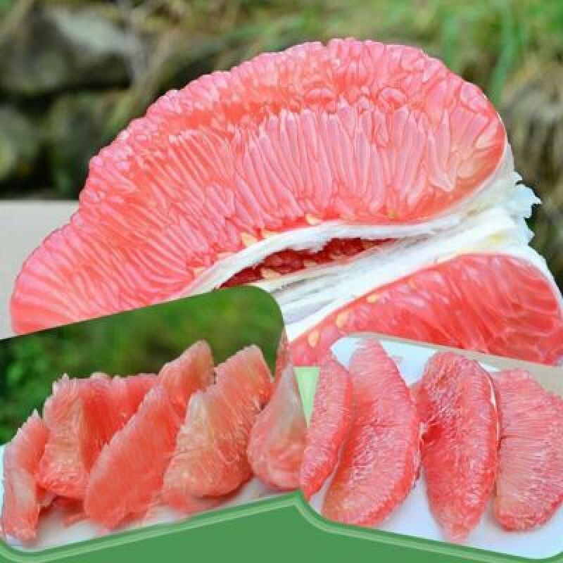三红蜜柚苗