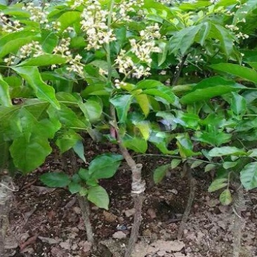 黄皮果苗30~50cmcm