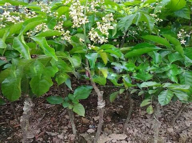 黄皮果苗30~50cmcm