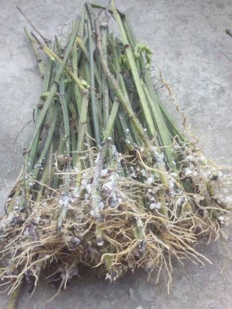 三叶青三叶青苗