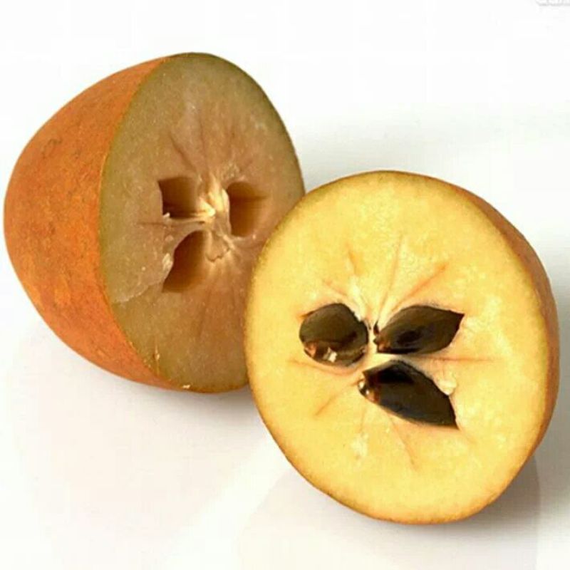 人心果苗