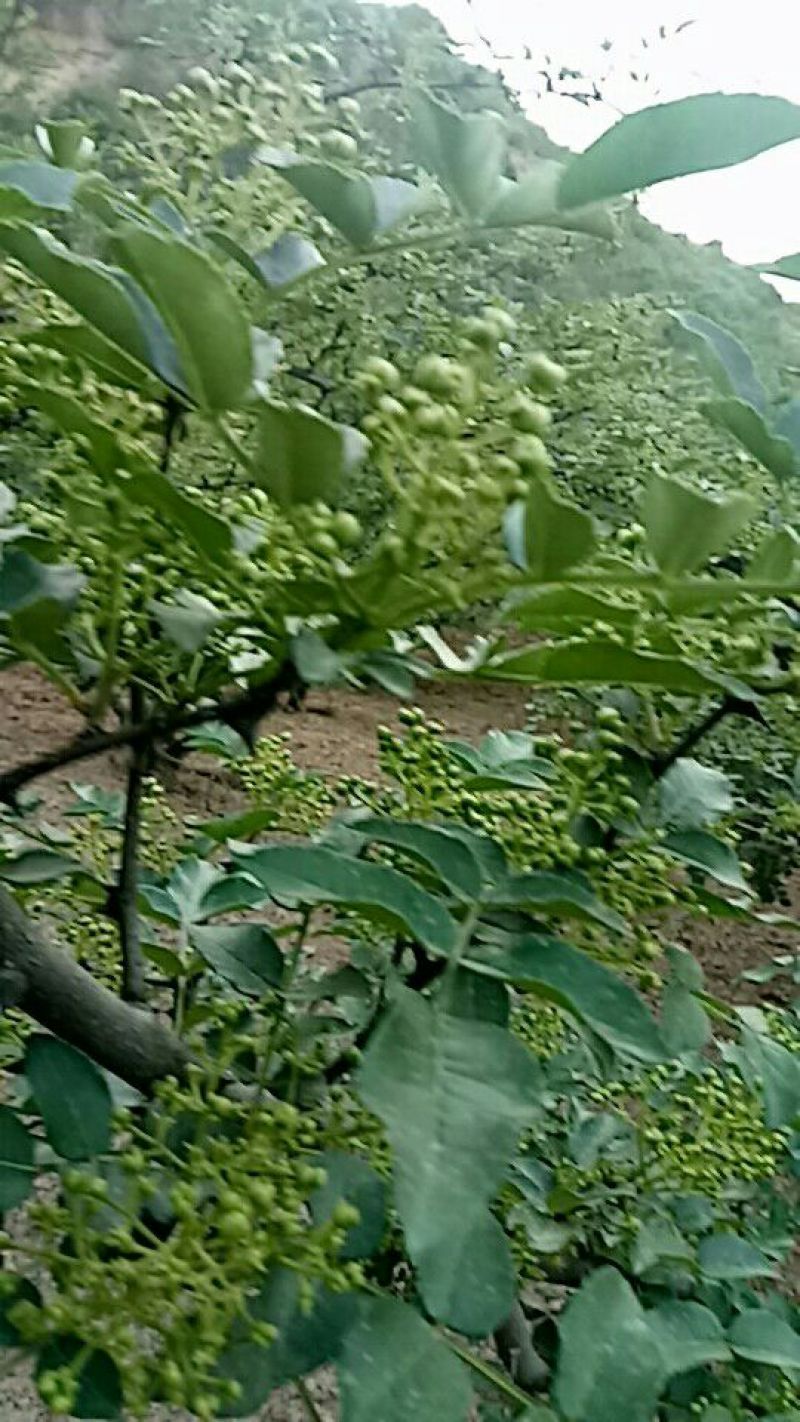 宝鸡西山大红袍，颗粒大，麻味香重，颜色艳丽