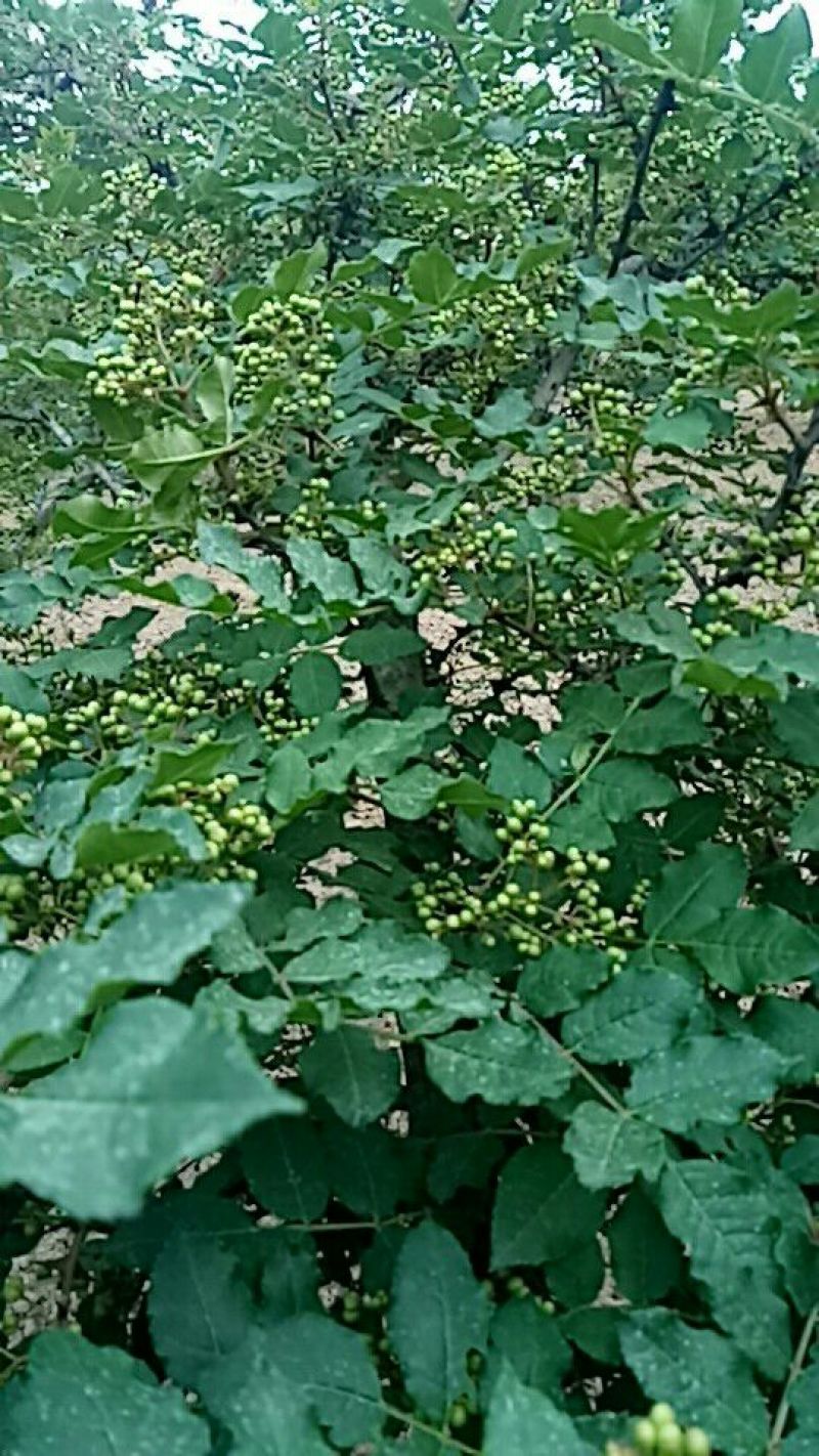 宝鸡西山大红袍，颗粒大，麻味香重，颜色艳丽