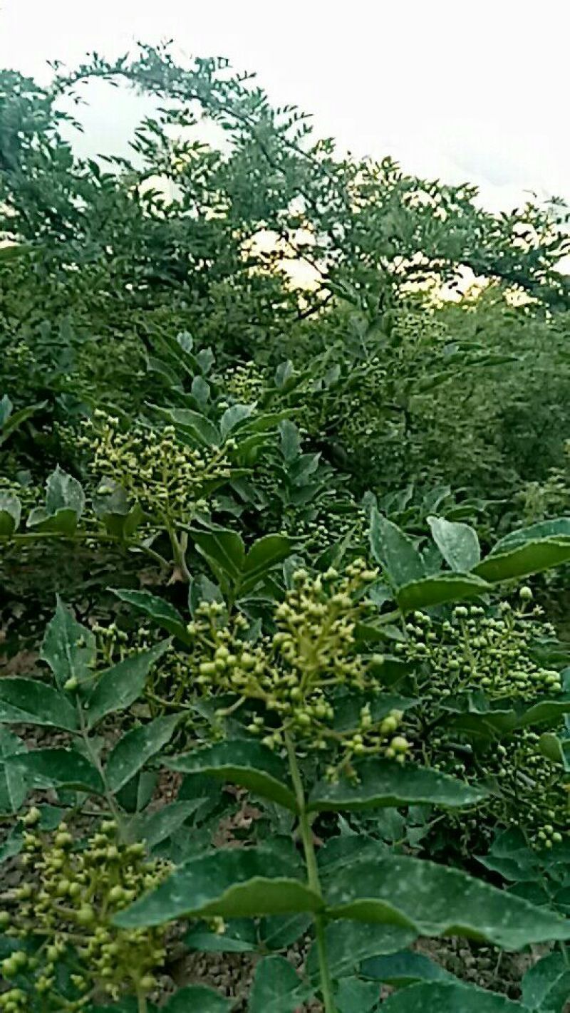 宝鸡西山大红袍，颗粒大，麻味香重，颜色艳丽