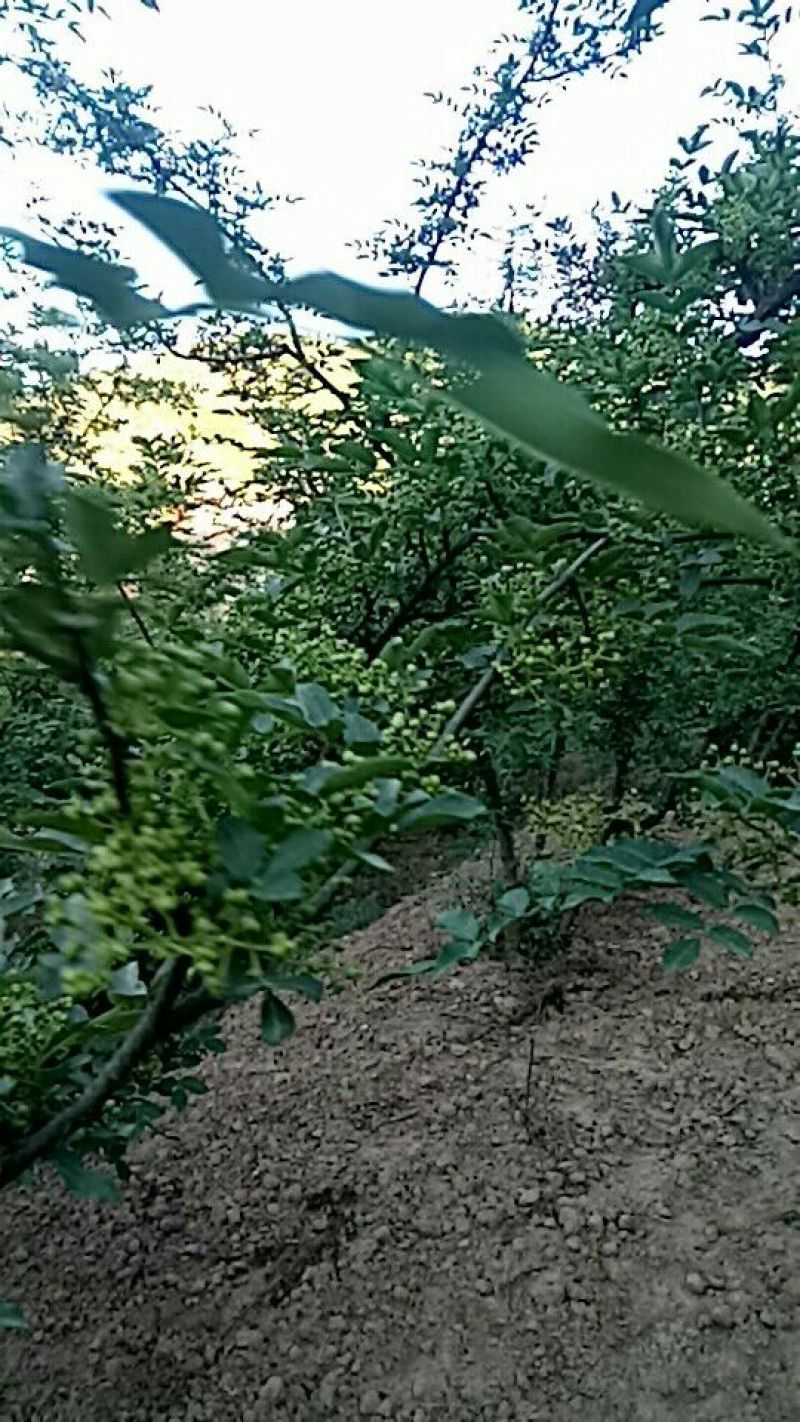 宝鸡西山大红袍，颗粒大，麻味香重，颜色艳丽