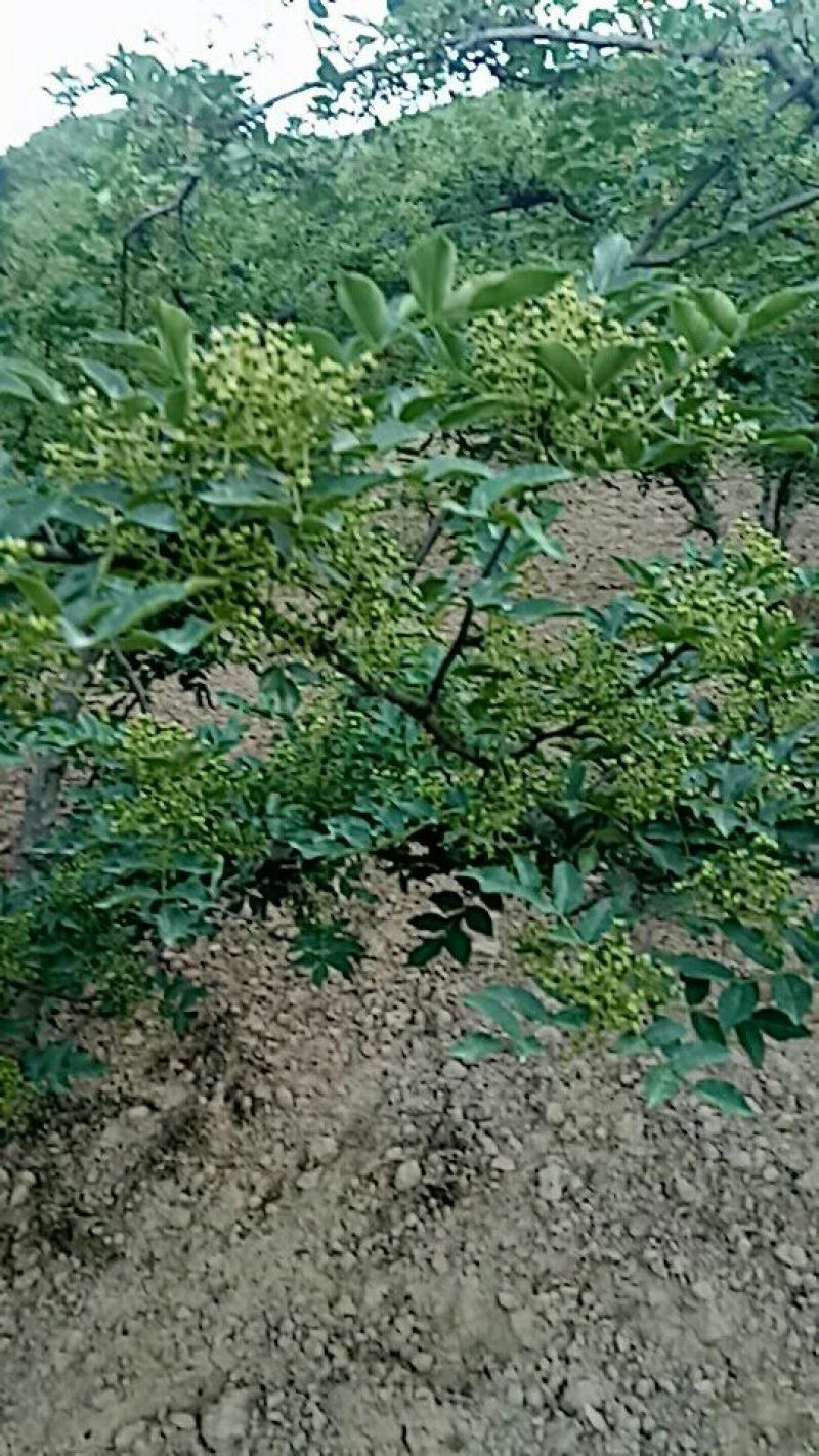宝鸡西山大红袍，颗粒大，麻味香重，颜色艳丽