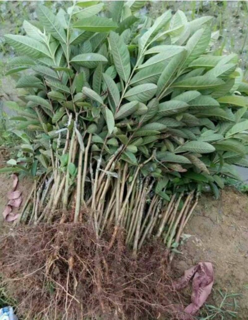 西瓜番石榴苗30cm以下