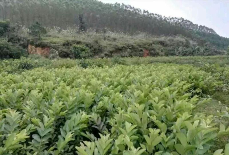 西瓜番石榴苗30cm以下