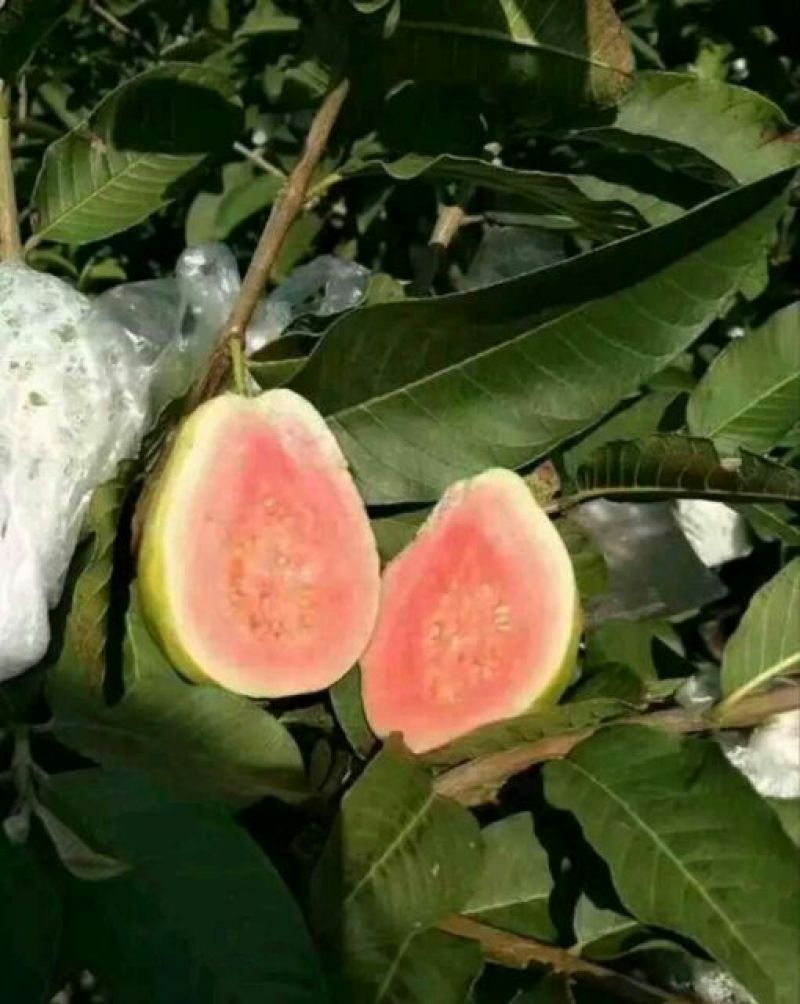 西瓜番石榴苗30cm以下