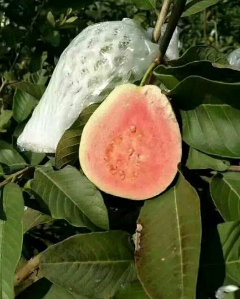 西瓜番石榴苗30cm以下