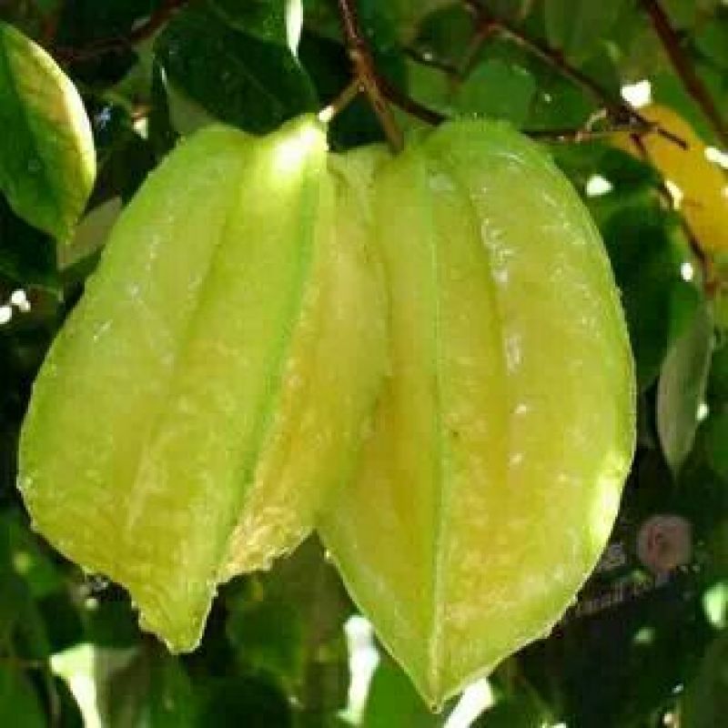 杨桃苗
