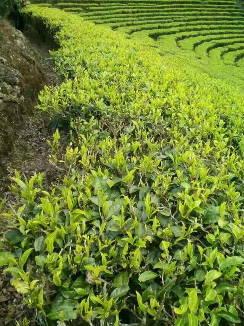 普洱茶末茶