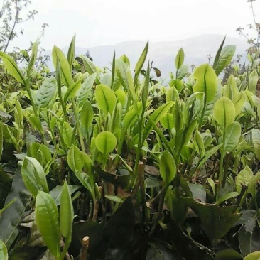 普洱茶末茶