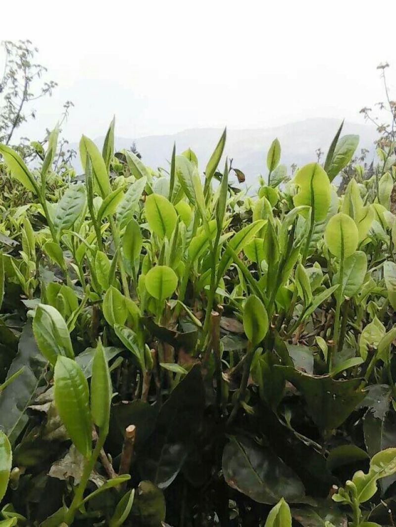 普洱茶末茶
