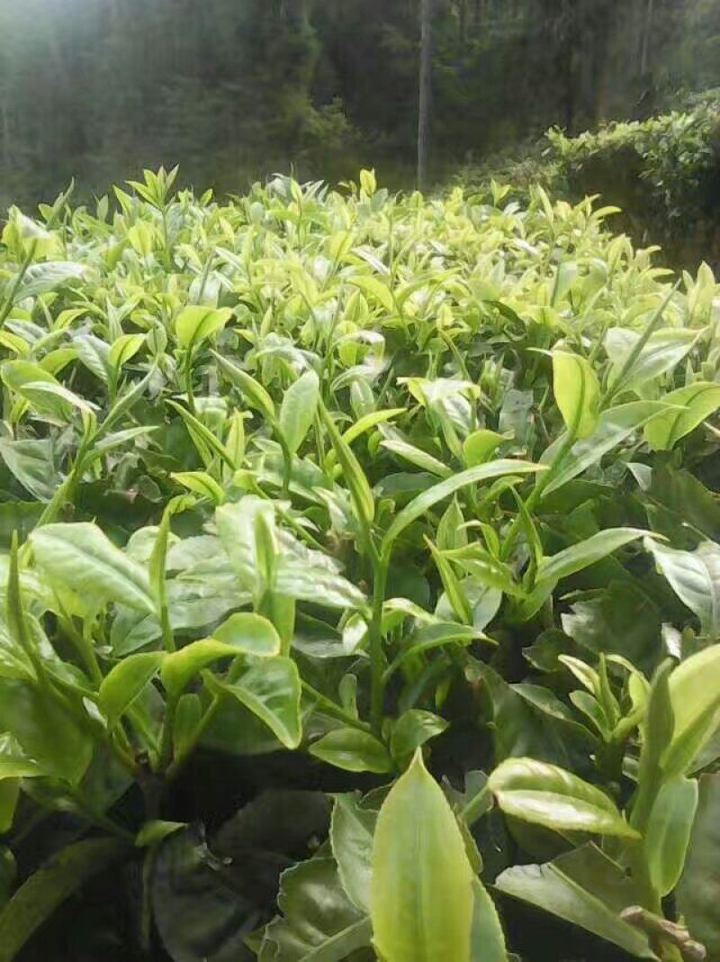 普洱茶末茶