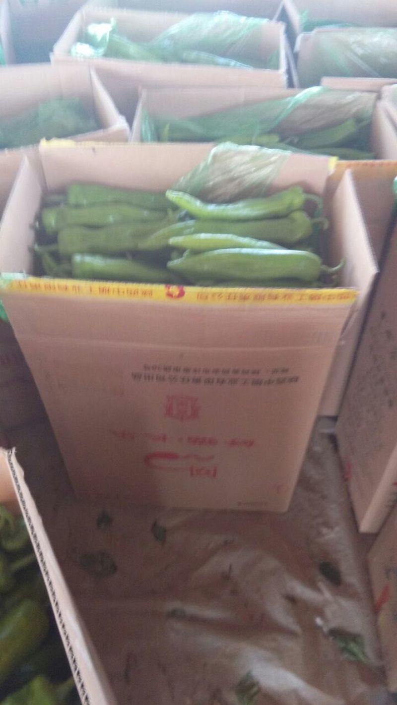 山东省聊城青皮尖椒大量上市，价格便宜