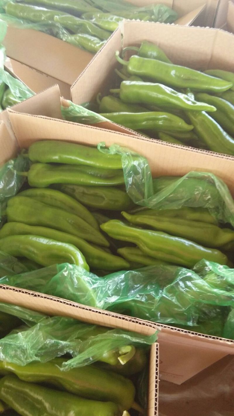山东省聊城青皮尖椒大量上市，价格便宜