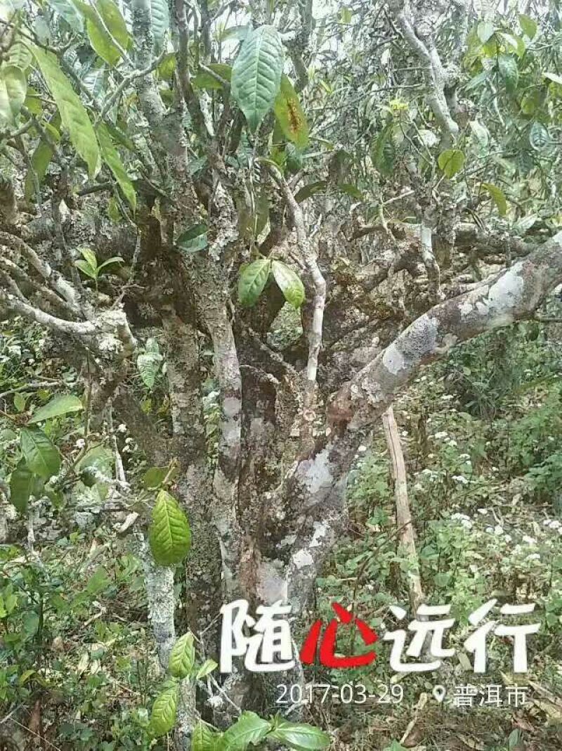 普洱茶一级