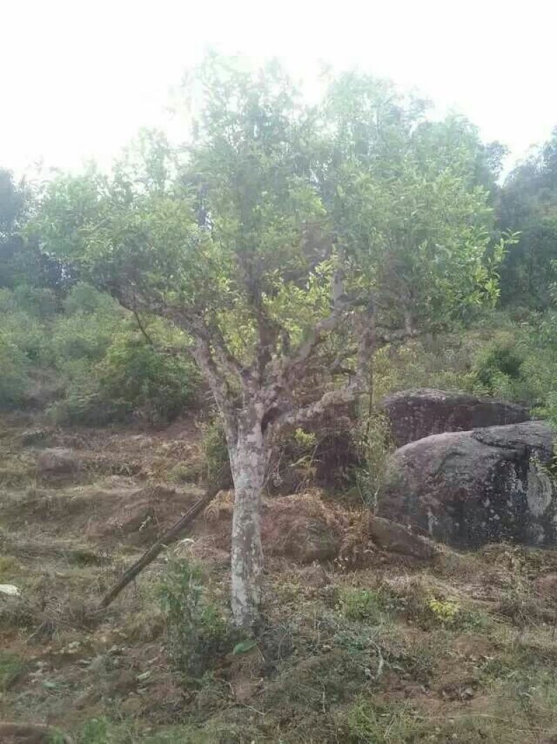 普洱茶一级