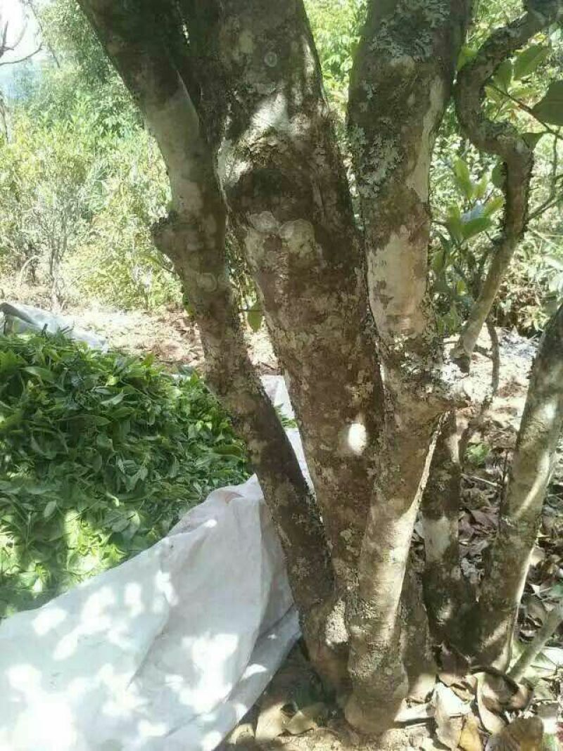 普洱茶一级