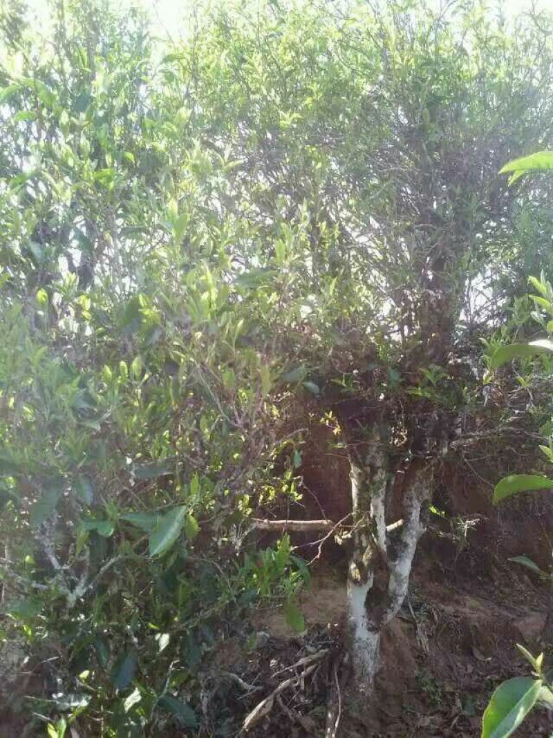 普洱茶一级