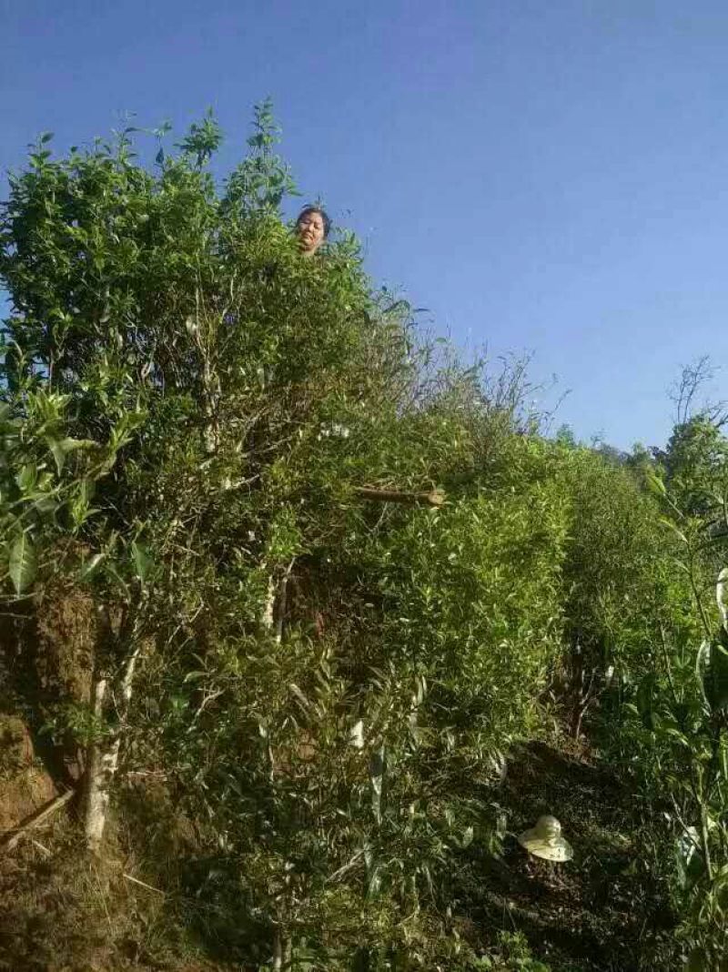 普洱茶一级
