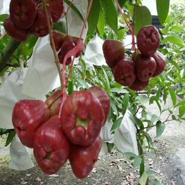 莲雾种苗黄金刚莲雾苗大叶红莲雾苗黑糖芭比莲雾苗