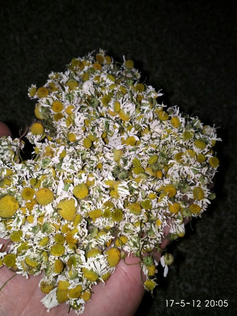 菊花茶特级