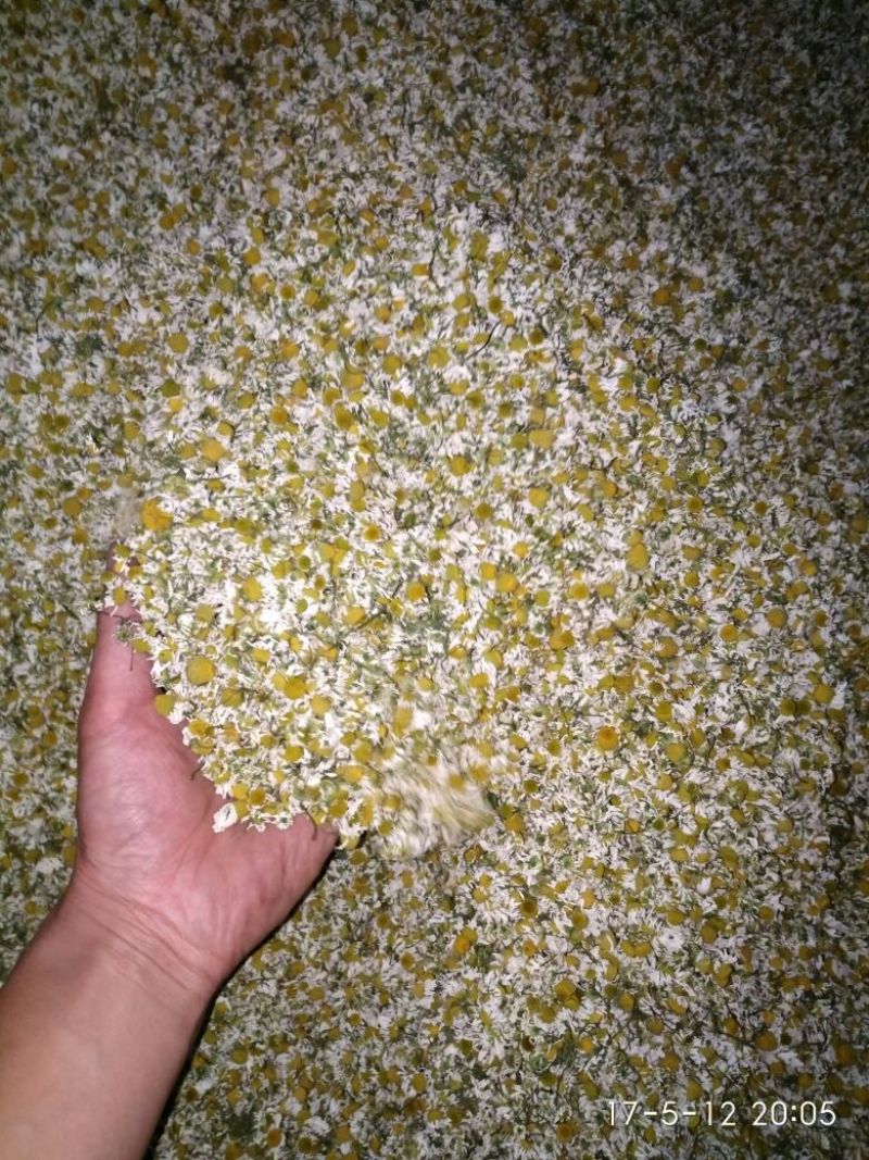 菊花茶特级