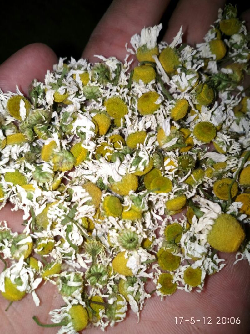 菊花茶特级