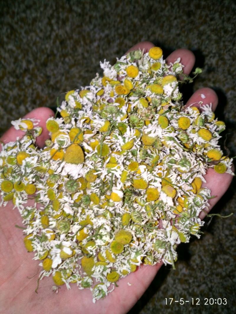 菊花茶特级