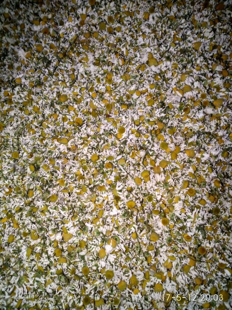 菊花茶特级