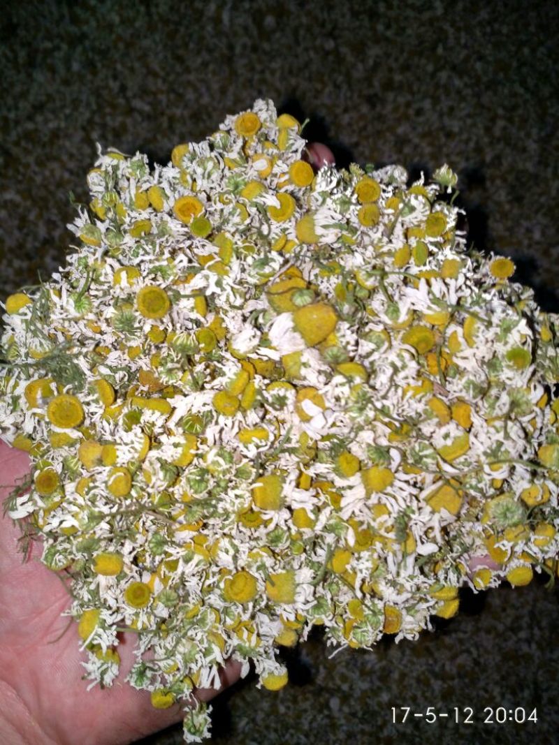 菊花茶特级