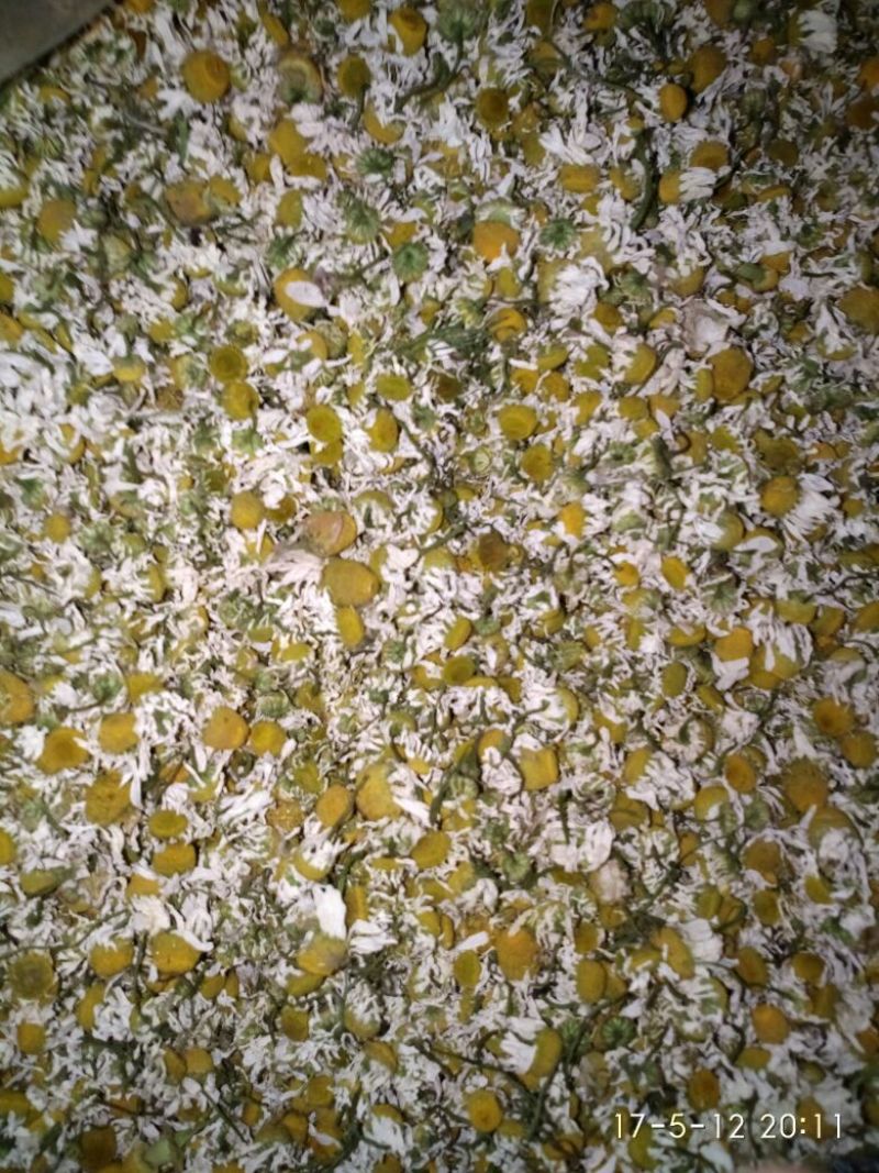 菊花茶特级