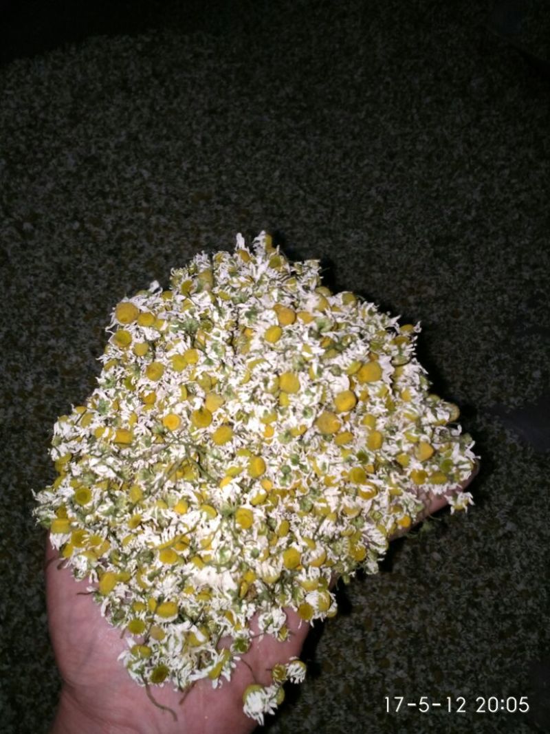 菊花茶特级