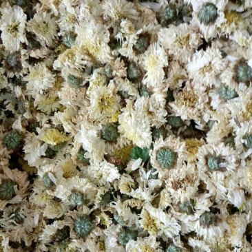 菊花茶特级