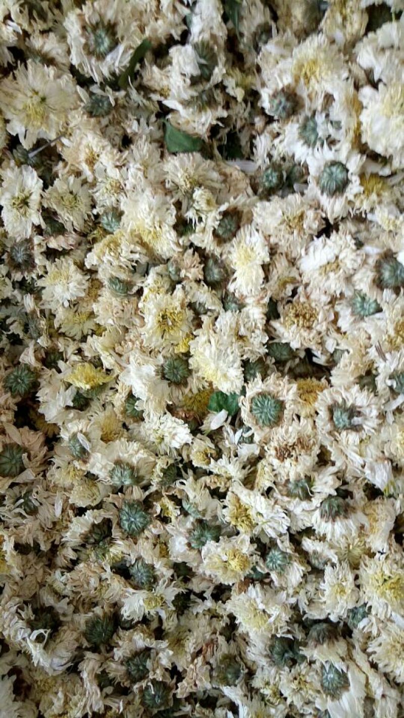 菊花茶特级