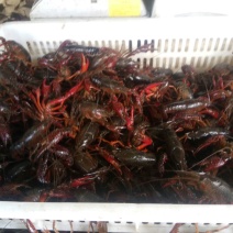 小龙虾食用2~4钱活虾小龙虾主养