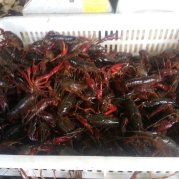 小龙虾食用2~4钱活虾小龙虾主养