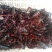 小龙虾食用6~9钱活虾小龙虾主养