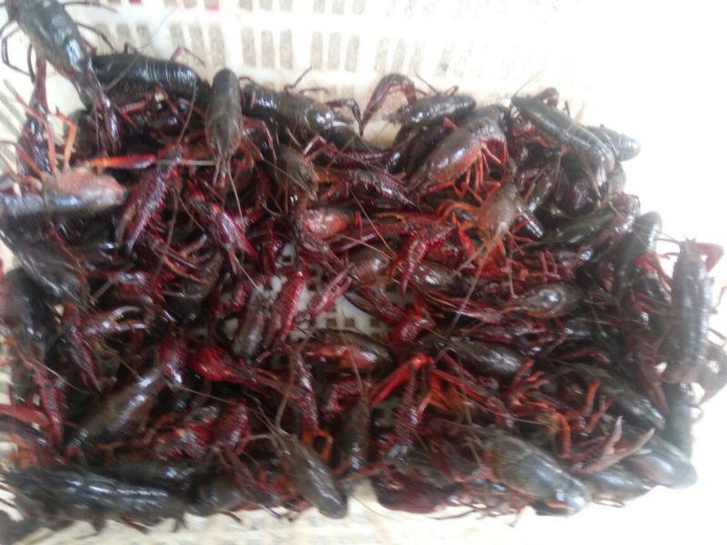 小龙虾食用6~9钱活虾小龙虾主养
