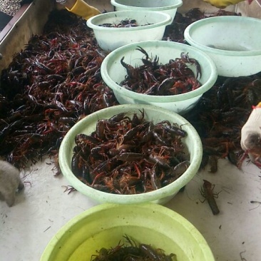 小龙虾食用6~9钱活虾小龙虾主养