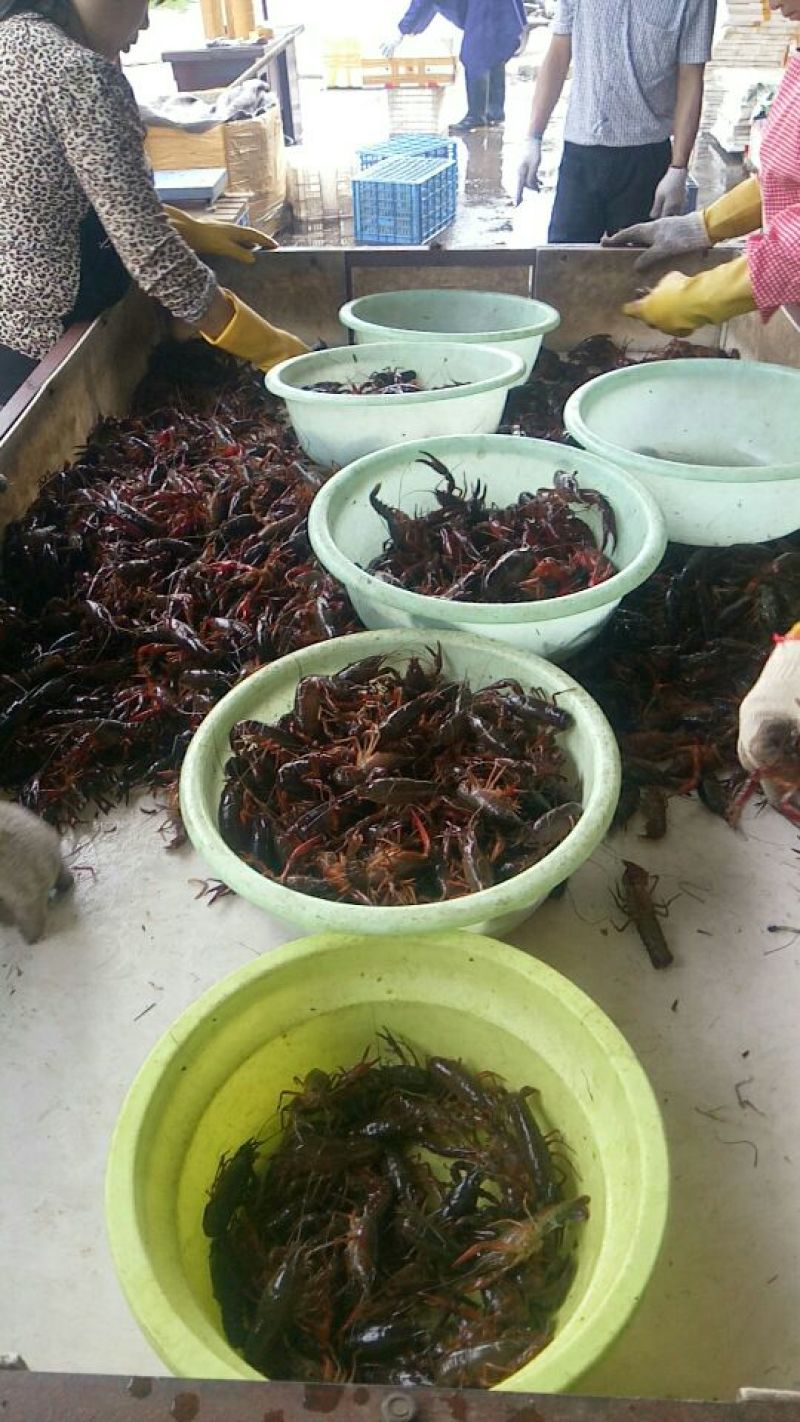 小龙虾食用6~9钱活虾小龙虾主养